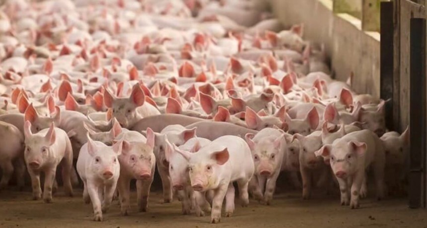 Proyecci&oacute;n porcina: exportar 300.000 toneladas por a&ntilde;o y generar 130.000 empleos
