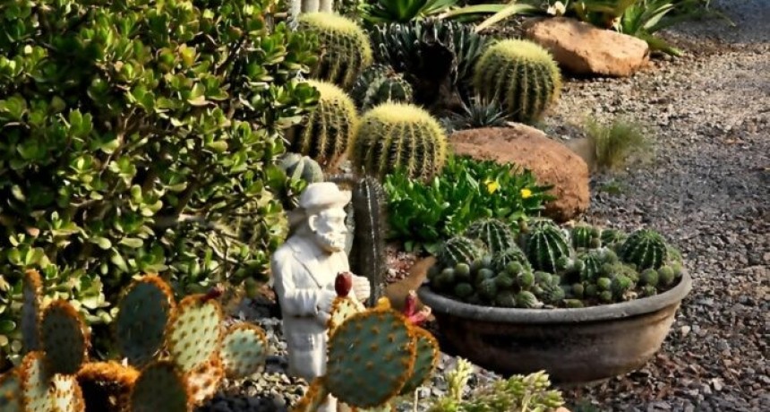 Cactus bonaerenses, peque&ntilde;os gigantes que enamoran