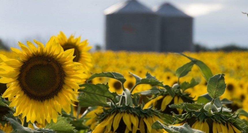 Cosecha r&eacute;cord de girasol: creci&oacute; un 28,2% respecto a la campa&ntilde;a anterior