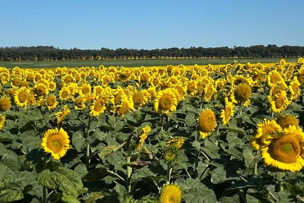 Girasol: fuerte demanda y ventas a cuentagotas impulsan precios en el mercado argentino