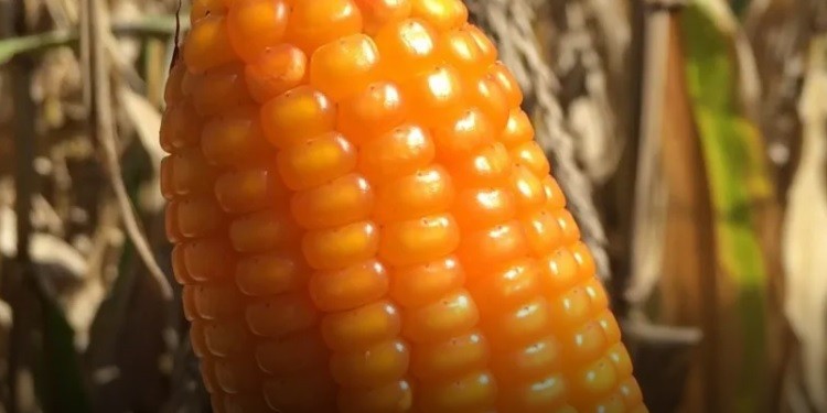 La cosecha de ma&iacute;z avanz&oacute; al 30% y los rindes superan los 100 quintales en zonas n&uacute;cleo