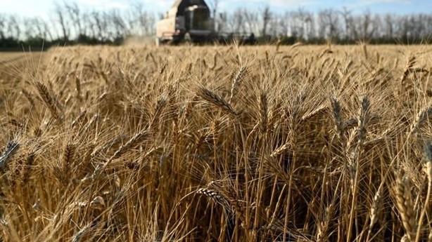 Campa&ntilde;a fina 2026/27: clima, nutrici&oacute;n y brechas de rendimiento, las claves que definir&aacute;n el potencial del trigo