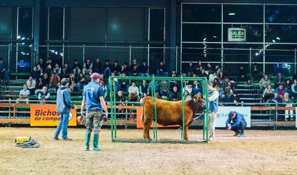 Expo Angus de Oto&ntilde;o: &ldquo;Camino de los Campeones&rdquo; mostr&oacute; c&oacute;mo se forman los grandes ejemplares de la ganader&iacute;a