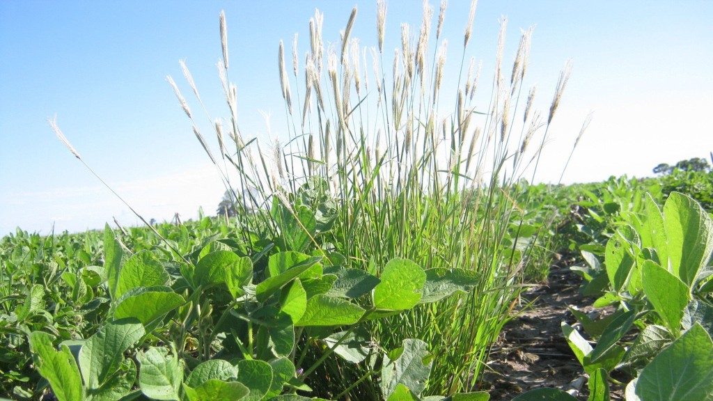 Alerta roja por Chloris virgata: confirman en C&oacute;rdoba resistencia a glifosato y haloxifop