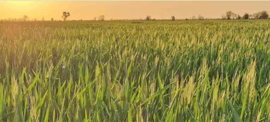 La Pampa: trigo y cebada sostienen el &aacute;rea con buenos perfiles de humedad, pero m&aacute;rgenes ajustados