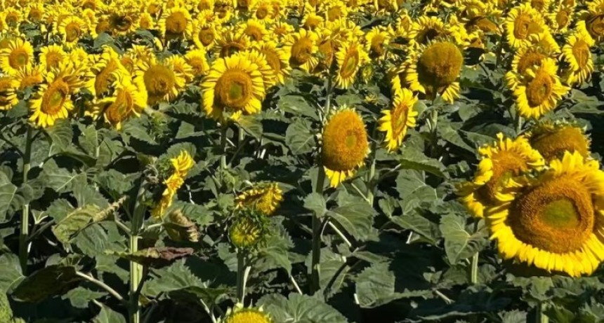 Girasol: fuerte demanda y ventas a cuentagotas impulsan precios en el mercado argentino