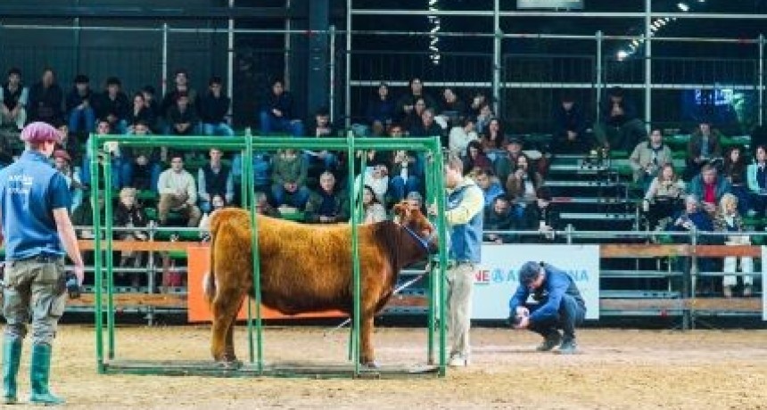 Expo Angus de Oto&ntilde;o: &ldquo;Camino de los Campeones&rdquo; mostr&oacute; c&oacute;mo se forman los grandes ejemplares de la ganader&iacute;a