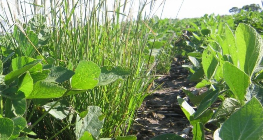 Alerta roja por Chloris virgata: confirman en C&oacute;rdoba resistencia a glifosato y haloxifop