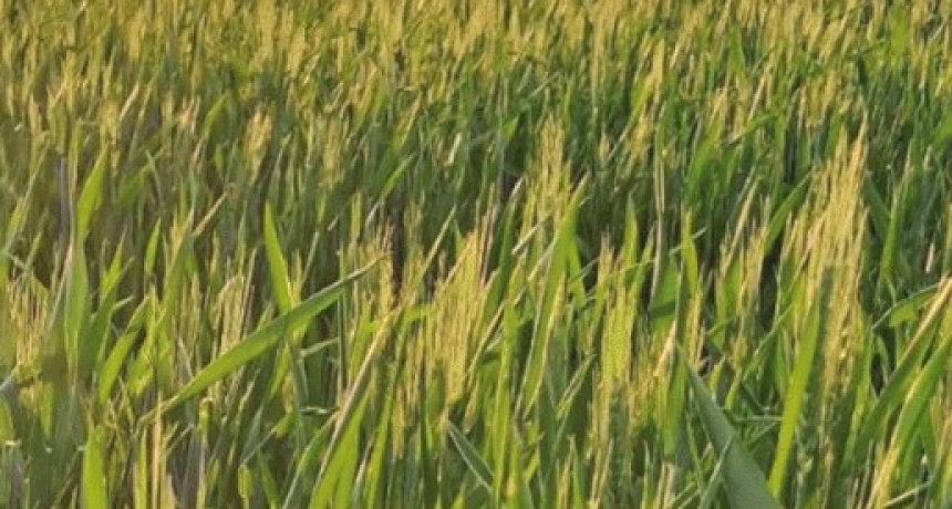 La Pampa: trigo y cebada sostienen el &aacute;rea con buenos perfiles de humedad, pero m&aacute;rgenes ajustados