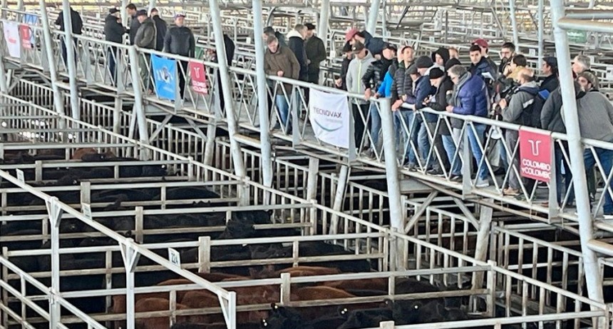 La Expo Angus de Oto&ntilde;o puso primera con un concurso y un remate en Ca&ntilde;uelas