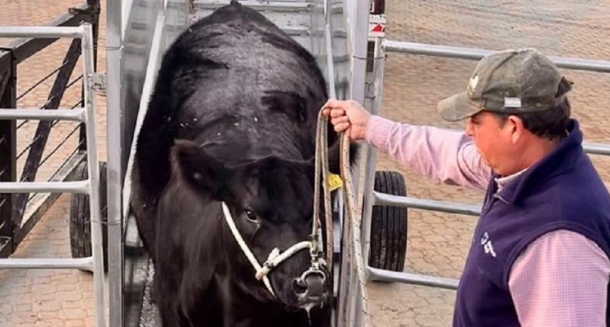 Am&eacute;rica, la vaca pre&ntilde;ada que marc&oacute; el ingreso de animales en la Expo Angus de La Rural