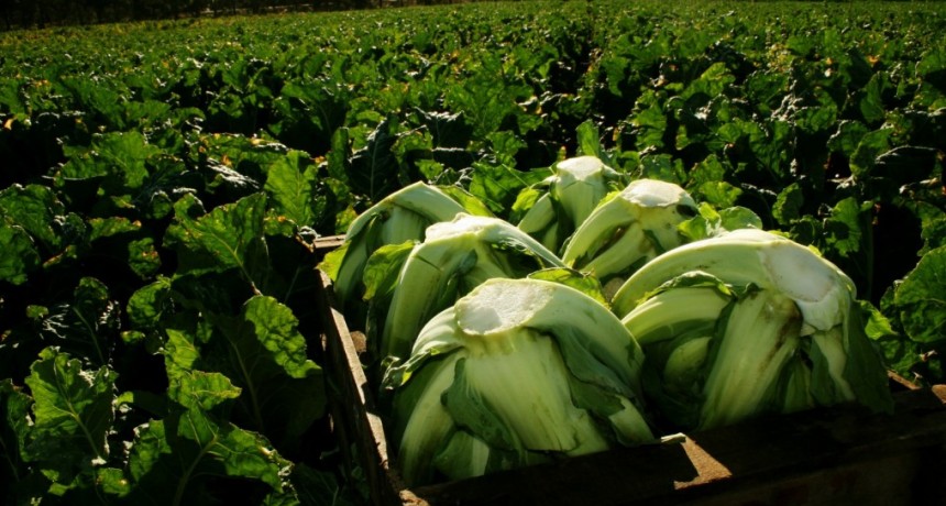 D&iacute;a Mundial del Ambiente: Buenas pr&aacute;cticas agr&iacute;colas para la inocuidad de los alimentos