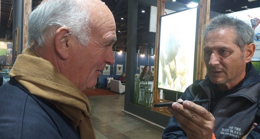 Expo Angus: la Asociaci&oacute;n Argentina de Angus satisfecha con la muestra