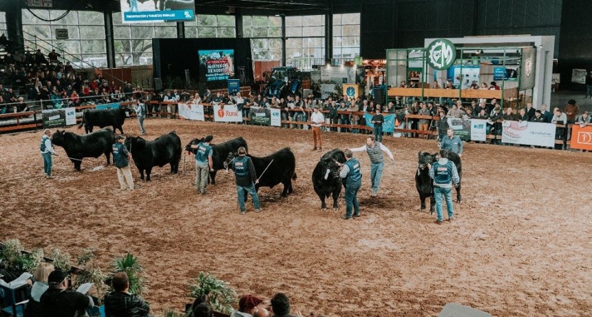 Angus en im&aacute;genes