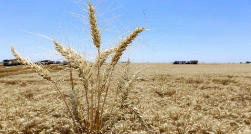 Siembra: solo se cubri&oacute; un 18% del &aacute;rea triguera y es la m&aacute;s atrasada de los &uacute;ltimos cinco a&ntilde;os
