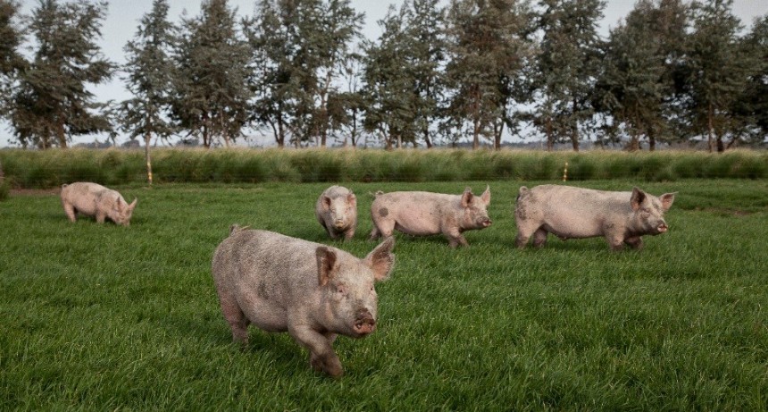 Sanidad, higiene y bioseguridad mejoran la eficiencia de la cadena productiva porcina
