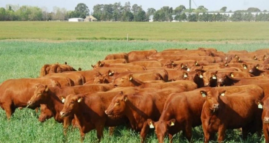 Para 2024, anticipan que habr&aacute; 1 mill&oacute;n menos de terneros