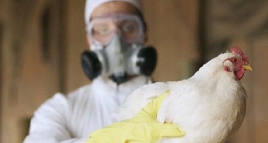 Gripe aviar: m&aacute;s del 90% de los focos est&aacute; cerrado y se espera la reapertura de los mercados