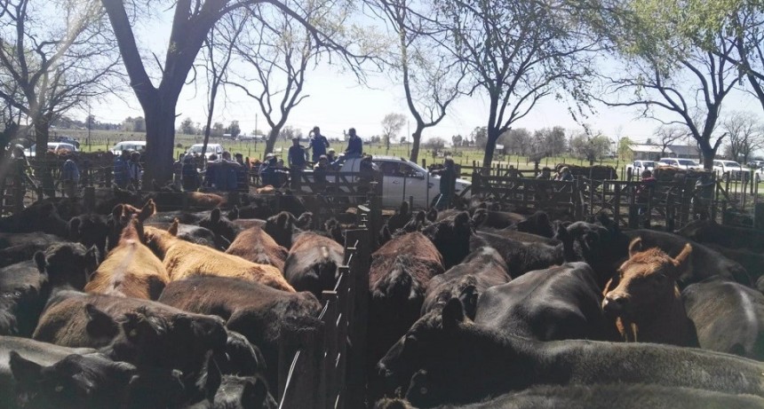  &Iacute;ndice Novillo Mercado Agroganadero $465.10