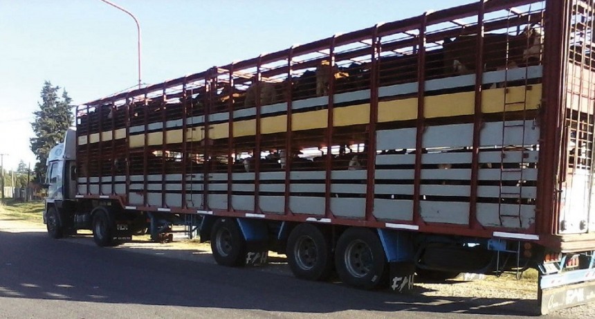 CRA rechaz&oacute; medida del Senasa para el traslado de hacienda