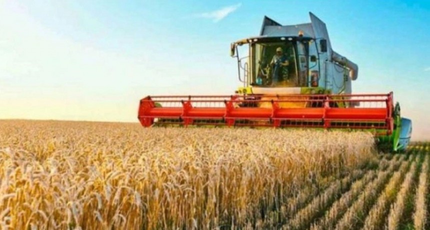 El trigo pierde superficie productiva y bajan las estimaciones para la cosecha de ma&iacute;z y sorgo