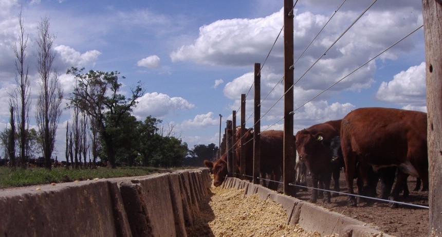 Compensaciones al feedlots: el Gobierno oficializ&oacute; el pago de m&aacute;s de 88 millones de pesos entre 44 establecimientos