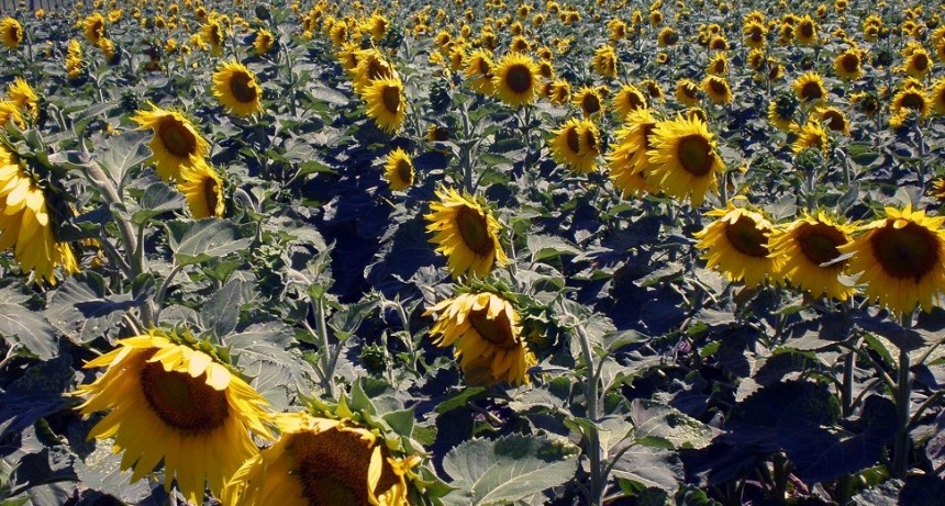 Girasol: investigan c&oacute;mo maximizar la fotos&iacute;ntesis para aumentar el rendimiento