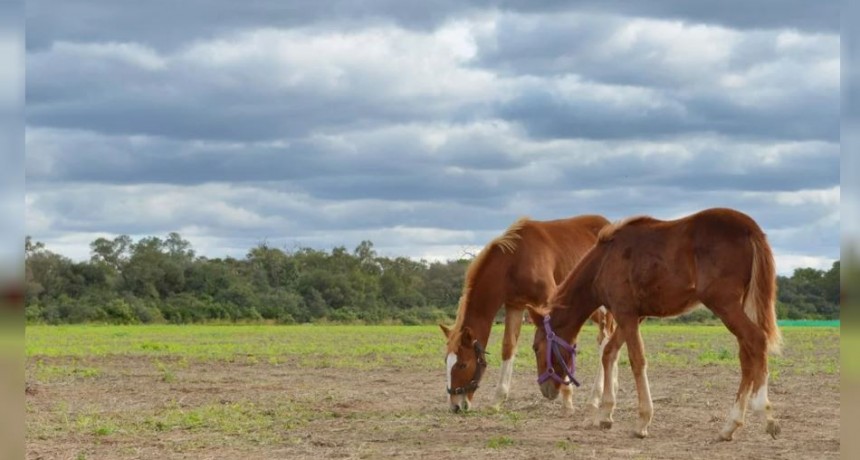La Argentina retoma las exportaciones de equinos a Chile