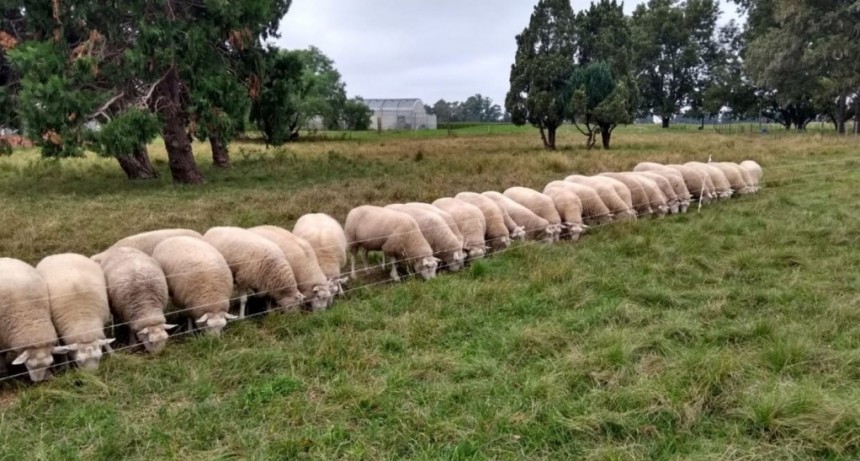 Impulsan la cr&iacute;a intensiva de ovinos como oportunidad productiva