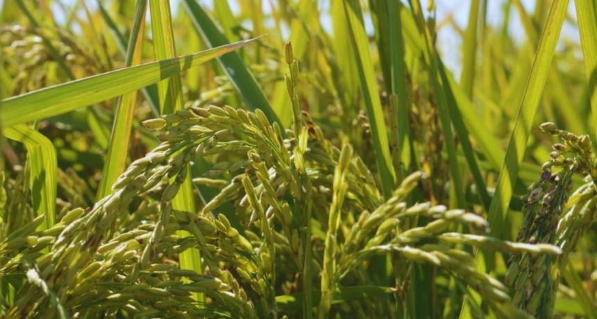 Presentan una nueva variedad de arroz de alta calidad culinaria