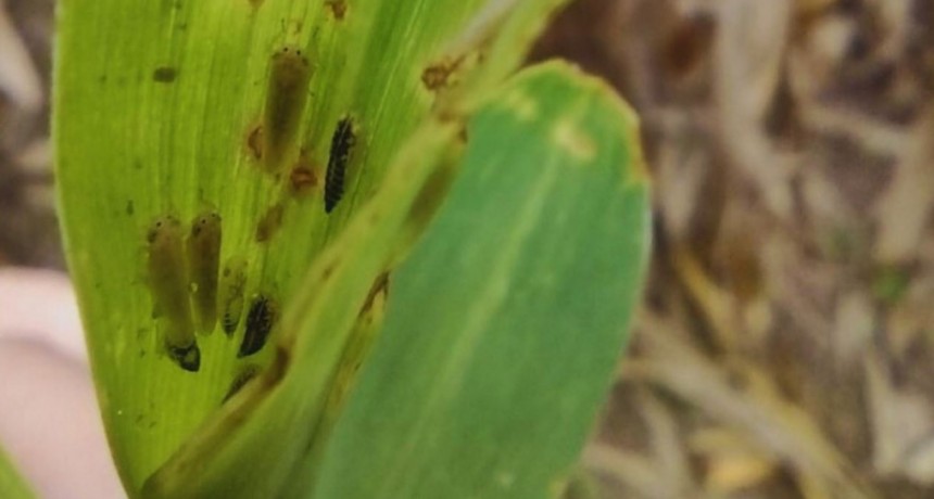 Monitorean la chicharrita del ma&iacute;z para analizar su evoluci&oacute;n