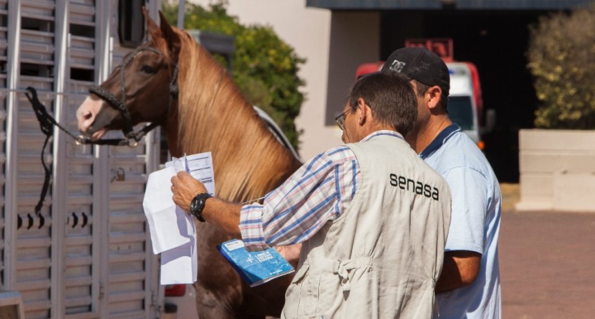 Anemia infecciosa equina: El nuevo modelo de certificado agiliza plazos de impresi&oacute;n