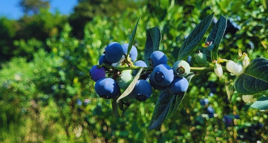 Avanzan con el control biol&oacute;gico de plagas ex&oacute;ticas en frutas finas