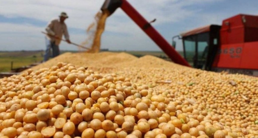 La venta de soja cay&oacute; 45% en junio