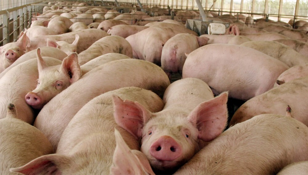 El consumo de carne de cerdo se duplicó en una década y busca seguir creciendo