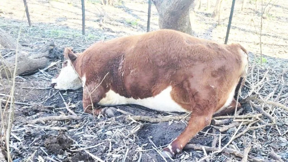 9 de Julio: pérdidas millonarias para productoras rurales por caminos intransitables