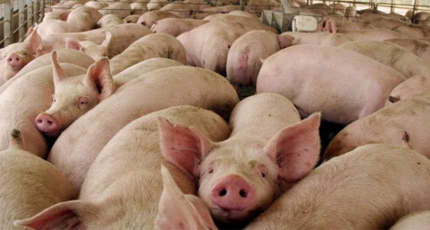 El consumo de carne de cerdo se duplic&oacute; en una d&eacute;cada y busca seguir creciendo