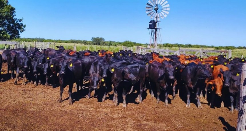 Pautas para el control de los par&aacute;sitos internos en los rodeos