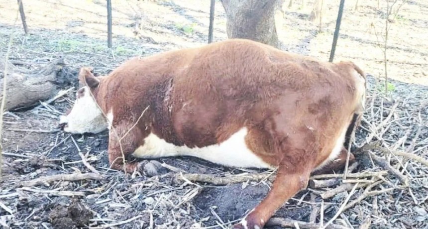 9 de Julio: p&eacute;rdidas millonarias para productoras rurales por caminos intransitables