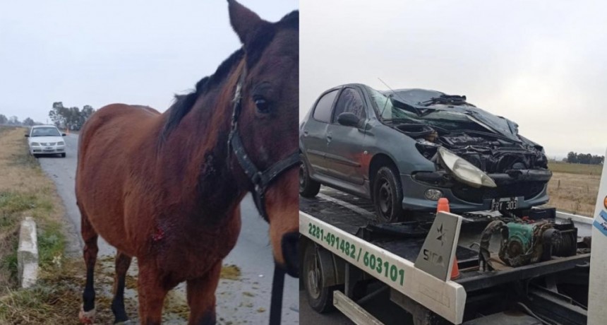 Dos personas hospitalizadas tras chocar contra un caballo en Ruta 51
