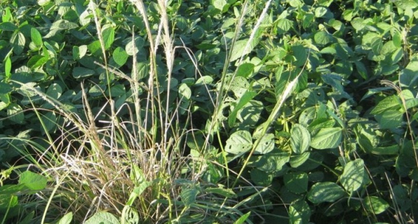 &iquest;Malezas resistentes o tolerantes? La ciencia redefine un debate clave para el manejo de herbicidas