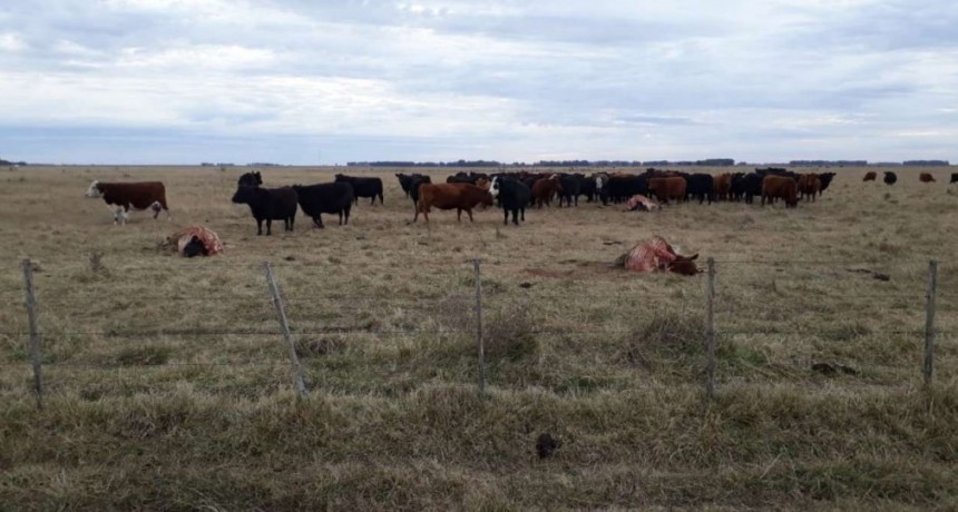 Abigeos carnean animales por $600 mil
