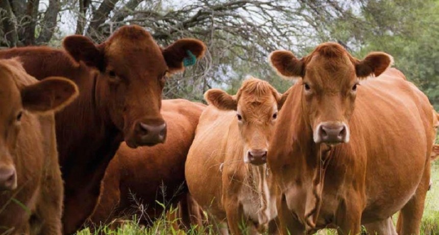 Creci&oacute; la producci&oacute;n de carne bovina con mayores exportaciones y consumo interno