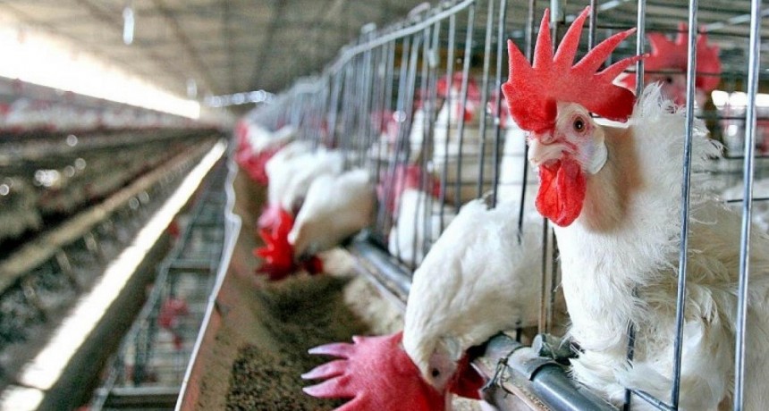 Este a&ntilde;o el sector av&iacute;cola producir&aacute; 1.000 millones de pollos