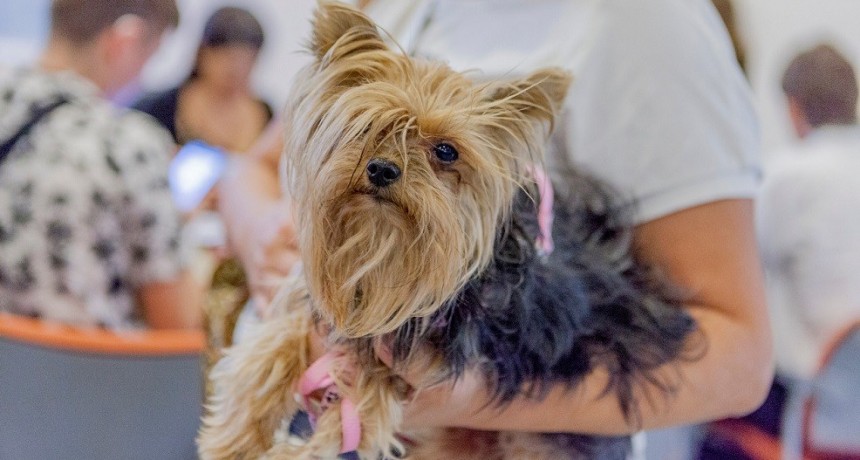 Vacaciones de invierno: cinco pasos para viajar con mascotas desde la Argentina