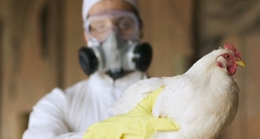 Influenza aviar: Informe sobre el estado de la situaci&oacute;n epidemiol&oacute;gica en la Argentina