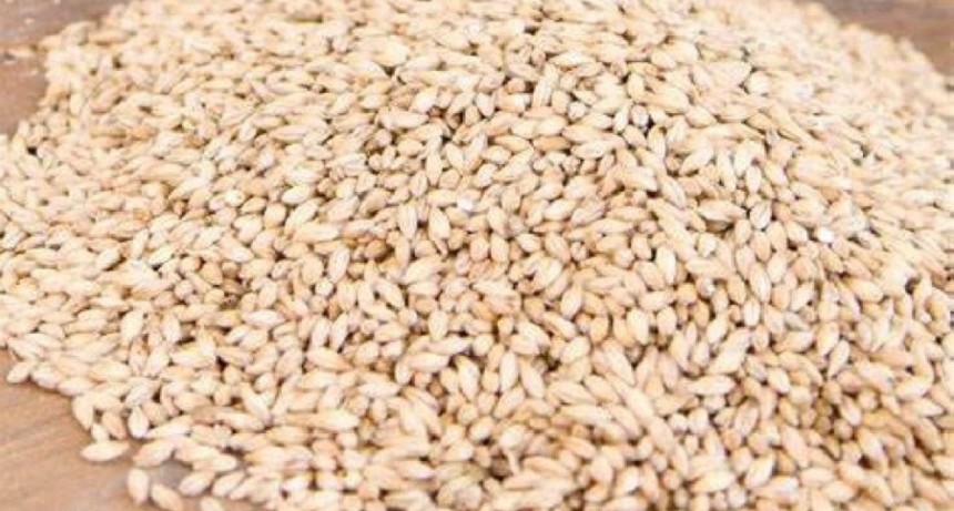 M&eacute;xico abri&oacute; el mercado para la cebada en grano de Argentina