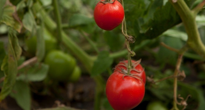 Se declara el alerta fitosanitaria en todo el territorio por el virus rugoso del tomate