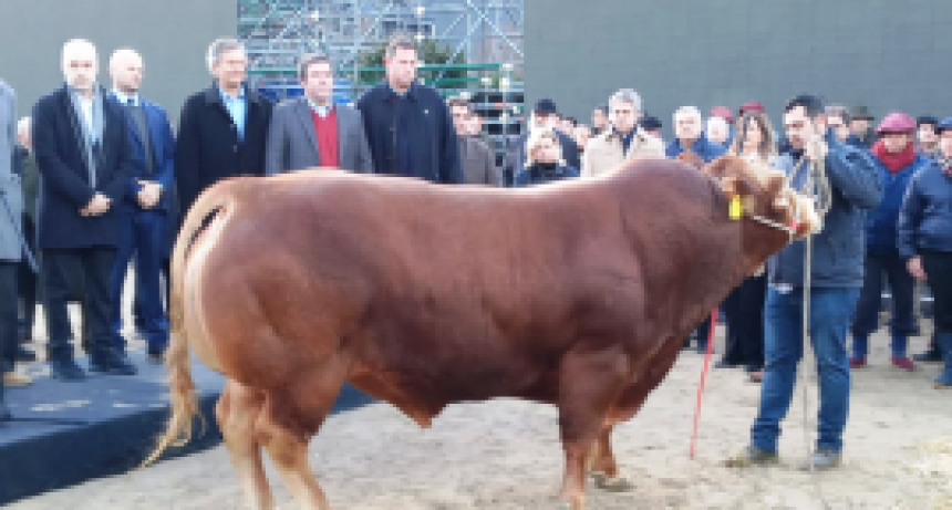   Limousin dir&aacute; presente en La Rural de Palermo