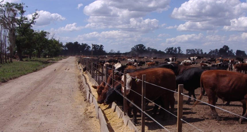 Feedlot: crecen los ingresos, pero la rentabilidad est&aacute; en rojo